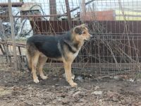 Nero sucht ein emphatisches, geduldiges Zuhause!