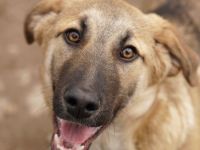 Lauser, geb. ca. 10/2023, lebt in GRIECHENLAND, auf einem Gelände, auf dem die Hunde notdürftig vers