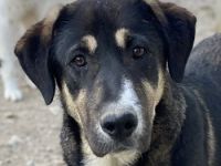 Liko & Neco, geb. ca. 11/2023, lebt in GRIECHENLAND, im städt. Tierheim Serres