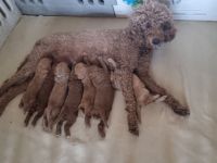 Königspudel/Großpudel