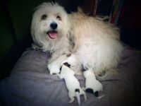 Coton de Tulear Welpen