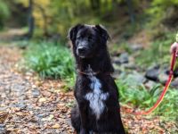 Für-Immer-Zuhause für Einzelprinzessin Arya gesucht.