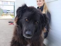 Für-Immer-Zuhause für Einzelprinzessin Arya gesucht.