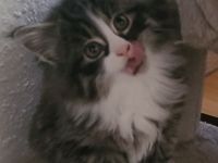 Maine Coon Kitten