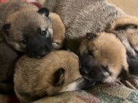 Süsse Reinrassige shiba inu welpen