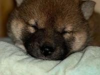 Super süsse  shiba inu welpen