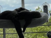 BHK Kater und Misschling BHK- Russischblau Katze