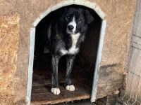 Ruhiges Zuhause gesucht für die schüchterne Bimba