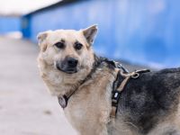 Zuhause gesucht für menschenbezogene Sheila