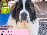 Aemond - lieb und treu