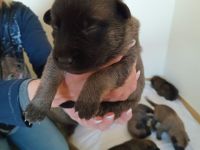 Belgische Schäferhunde Welpen