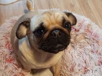 1  beiger  Mops Rüde noch verfügbar