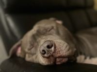 American Bully Xl Deckrüde