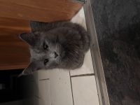 Maine Coon Mix Kitten