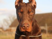 Brauner Dobermann-Weibchenwelpe FCI