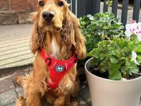 English Cocker Spaniel (Deckrüde) 14 Monate