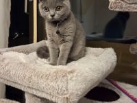 Bkh blue point kitten