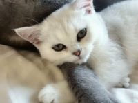 Bkh kitten Katze liebevoll