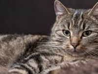 Hauskatzen ca 6 Monate zu verschenken