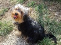 Yorkshire-Terrier-Mischling Welpen