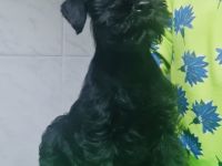 Miitelschnauzer schwarz welpen.