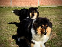 Rough Collie puppy