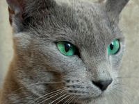 Russisch Blau Kitten mit Stammbaum