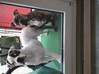 OEB x Amerikanische Bulldoggen Junghunde