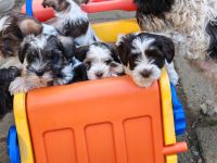 Schecken Schnauzer Welpen abzugeben