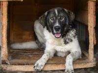 Cheeky, unser agiler und kluger Rüde, sucht Herdenschutz-Fans als Adoptanten.