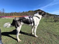 Cheeky, unser agiler und kluger Rüde, sucht Herdenschutz-Fans als Adoptanten.