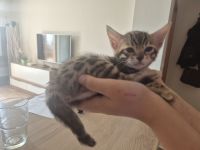 Bengal Kitten zu verkaufen
