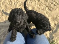 Wunderschöne lackschwarze Großpudelwelpen