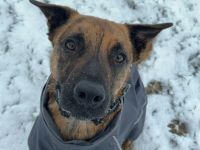 Hund in gute Hände abzugeben