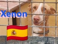 Xabu und Xenon, 08/23 - 2 Podenco Brüder warten schon ihr Leben lang