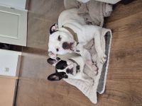 Old English Bulldog/American Bulldog