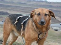 Bringst du Maroshs Augen wieder zum Leuchten?