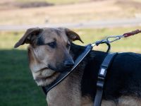 Bringst du Maroshs Augen wieder zum Leuchten?