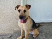 Hallo, ich bin Vicky und man kann mich adoptieren.