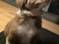 Australian Shepherd Welpen