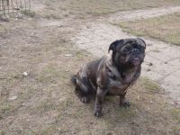 Sport Mops Alt Deutsche Rasse