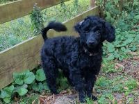 Zwergpudel Welpe Rüde