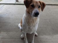 Wer will mit dem lebensfrohen Jooke viele Abenteuer erleben?