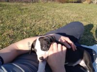 Süsse Dogge- Mix Welpen