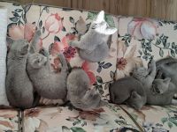 Russisch Blau Nachwuchs mit Stb.