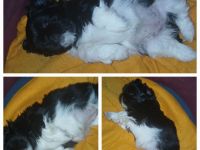 3 welpen suchen ein schönes Zuhause