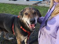 Der liebevolle Cujo sucht ein Zuhause