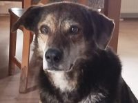 Der liebevolle Cujo sucht ein Zuhause