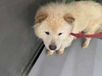 Mischlingshündin Elin