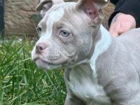 American Bully